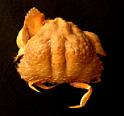 Calappa tuberculata (Fabricius, 1793)